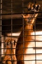 Monkey hold cage Seeking independence