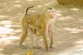 Monkey holding the baby monkey