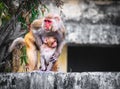 Monkey holding baby monkey on wall background