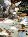 Monkey holding balloon pollution 2/2