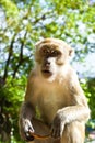 Monkey holding a coconut shell Royalty Free Stock Photo