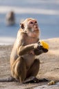 Monkey holding corn in hand