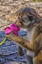 Monkey holding a flower Royalty Free Stock Photo