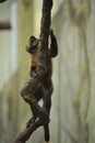 Monkey holding onto a vine Royalty Free Stock Photo