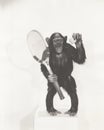 Monkey holding a tennis racket and ball Royalty Free Stock Photo