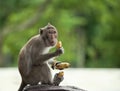 monkey holds three bananas Royalty Free Stock Photo