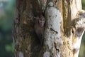 Monkey in a hole in a tree, near Bayon Temple Royalty Free Stock Photo