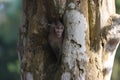 Monkey in a hole in a tree, near Bayon Temple