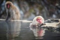 monkey in hot spring Onsen, Japan Royalty Free Stock Photo