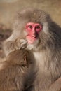 Monkey Hugging Baby Royalty Free Stock Photo