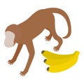 Monkey icon icon, isometric style