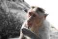 Monkey Royalty Free Stock Photo