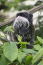 Monkey imperial tamarin sitting in the foliage of a tree Royalty Free Stock Photo