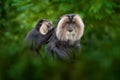 Monkey from India, fur coat cleaning. Lion-tailed macaque, Macaca silenus, mane monkey endemic to the Western Ghats of South India Royalty Free Stock Photo