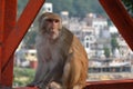 Monkey Royalty Free Stock Photo