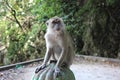Monkey inside Batu Cave