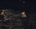 Monkey inside the water swimming Royalty Free Stock Photo