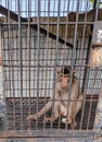 a monkey is in an iron cage Royalty Free Stock Photo