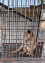 a monkey is in an iron cage