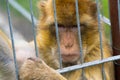 Monkey in the iron cage Royalty Free Stock Photo