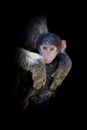Monkey isolated on black background