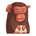 A Monkey, isolated vector illustration. Cute cartoon picture of a chimpanzee. Drawn animal sticker. A chimp