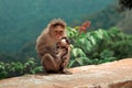 A monkey with its baby Royalty Free Stock Photo