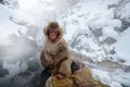 Monkey Japanese macaque, Macaca fuscata, red face portrait in the cold water with fog, animal in the nature habitat, Hokkaido, Royalty Free Stock Photo