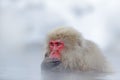 Monkey Japanese macaque, Macaca fuscata, red face portrait in the cold water with fog and snow, hand in front of muzzle, animal in