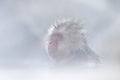 Monkey Japanese macaque, Macaca fuscata, red face portrait in the cold water with fog and snow, hand in front of muzzle, animal in Royalty Free Stock Photo