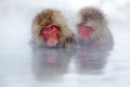 Monkey Japanese macaque, Macaca fuscata, red face portrait in the cold water with fog, two animal in the nature habitat, Hokkaido,