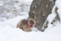 Monkey Japanese macaque, Macaca fuscata, sitting on the snow, Hokkaido, Japan Royalty Free Stock Photo