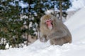 Monkey Japanese macaque, Macaca fuscata, sitting on the snow, Hokkaido, Japan