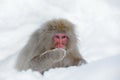 Monkey Japanese macaque, Macaca fuscata, sitting on the snow, Hokkaido, Japan Royalty Free Stock Photo