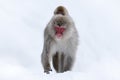 Monkey Japanese macaque, Macaca fuscata, sitting on the snow on Hokkaido, Japan Royalty Free Stock Photo