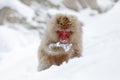 Monkey Japanese macaque, Macaca fuscata, sitting on the snow, Hokkaido, Japan