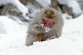 Monkey Japanese macaque, Macaca fuscata, sitting on the snow, Hokkaido, Japan. Winter scene with monkey from snowy mountain. Cute