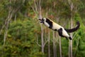 Monkey jump, mammal from Andasibe-Mantadia NP. Madagascar wildlife, monkley forest jump fly leap. Black-and-white ruffed lemur,
