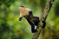 Monkey jump. White-headed Capuchin, black monkey jumping from tree branch in the dark tropical forest. Wildlife of Costa Rica.