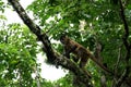 Monkey in the Jungle of Costa Rica - Spider Monkey Goffrey