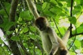 Monkey in the Jungle of Costa Rica - Spider Monkey Goffrey