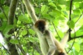 Monkey in the Jungle of Costa Rica - Spider Monkey Goffrey