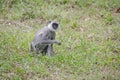 Monkey in jungles Royalty Free Stock Photo