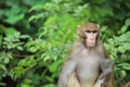 Monkey of Kanger Ghati Rastriya Udhan-Bastar Royalty Free Stock Photo