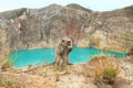 Monkey on Kelimutu with lake Tin