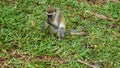 monkey in kenya Royalty Free Stock Photo