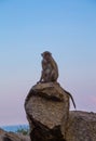 Monkey at Khao Takiab Temple in Hua Hin Thailand