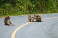 Monkey at Khao Yai National Park
