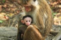 Monkey with cute kids - Mothers Love