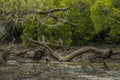 Pulau Rinca - Parc National Komodo